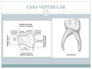 CARA VESTIBULAR
 