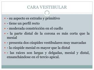 CARA VESTIBULAR

 - su aspecto es extraño y primitivo
 - tiene un perfil recto
 - moderada constricción en el cuello
 - la parte distal de la corona es más corta que la
  mesial
 - presenta dos cúspides vestibulares muy marcadas
 - la cúspide mesial es mayor que la distal
 - las raíces son largas y delgadas, mesial y distal,
  ensanchándose en el tercio apical.
 