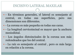 INCISIVO LATERAL MAXILAR

 - En términos generales, el lateral es semejante al
    central, en todas sus superficies, pero sus
    dimensiones son diferentes.
   - La corona es más pequeña en todas sus caras.
   - La longitud cervicoincisal es mayor que la anchura
    mesiodistal.
   - Los ángulos distoincisales de la corona son más
    redondeados que los del central.
   - La raíz es semejante al central , pero es más larga
    en relación a la corona.
 