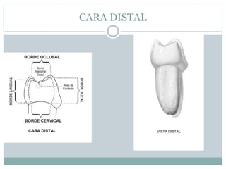 CARA DISTAL
 