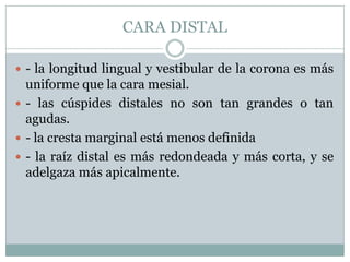 CARA DISTAL

 - la longitud lingual y vestibular de la corona es más
  uniforme que la cara mesial.
 - las cúspides distales no son tan grandes o tan
  agudas.
 - la cresta marginal está menos definida
 - la raíz distal es más redondeada y más corta, y se
  adelgaza más apicalmente.
 