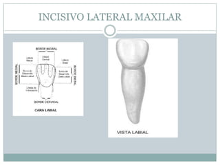 INCISIVO LATERAL MAXILAR
 