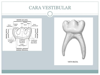 CARA VESTIBULAR
 