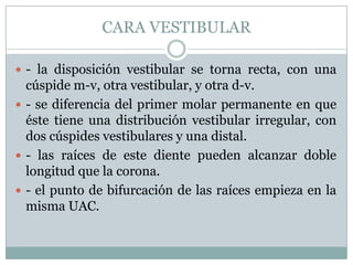 CARA VESTIBULAR

 - la disposición vestibular se torna recta, con una
  cúspide m-v, otra vestibular, y otra d-v.
 - se diferencia del primer molar permanente en que
  éste tiene una distribución vestibular irregular, con
  dos cúspides vestibulares y una distal.
 - las raíces de este diente pueden alcanzar doble
  longitud que la corona.
 - el punto de bifurcación de las raíces empieza en la
  misma UAC.
 