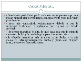 CARA MESIAL

 - Desde esta posición el perfil de la corona se parece al primer
  molar mandibular permanente, con una cresta vestibular más
  prominente.
 - está más constreñido oclusalmente, debido a que la
  superficie vestibular es aplanada por encima del borde
  cervical.
 - la cresta marginal es alta, lo que ocasiona que la cúspide
  mesiovestibular y la mesiolingual parezcan más cortas.
 - la cúspide lingual es más alta que la vestibular. - la raíz
  mesial es extraordinariamente ancha y plana, con el ápice
  romo, a veces en forma de sierra.
 