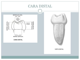 CARA DISTAL
 