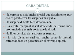 CARA DISTAL

 - la corona es más ancha mesial que distalmente, por
    ello es posible ver las cúspides m-v y d-v.
   - la cúspide d-l está bien desarrollada.
   - la cresta marginal distal desciende de forma más
    pronunciada y es más corta que la distal.
   - la línea cervical de la corona es regular.
   - la raíz distal es casi tan ancha como la mesial,
    estrechándose un poco más en el extremo apical.
 