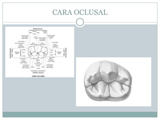 CARA OCLUSAL
 