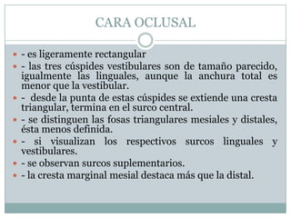 CARA OCLUSAL

 - es ligeramente rectangular
 - las tres cúspides vestibulares son de tamaño parecido,
    igualmente las linguales, aunque la anchura total es
    menor que la vestibular.
   - desde la punta de estas cúspides se extiende una cresta
    triangular, termina en el surco central.
   - se distinguen las fosas triangulares mesiales y distales,
    ésta menos definida.
   - si visualizan los respectivos surcos linguales y
    vestibulares.
   - se observan surcos suplementarios.
   - la cresta marginal mesial destaca más que la distal.
 