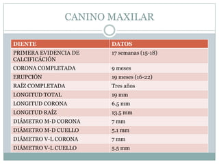 CANINO MAXILAR

DIENTE                  DATOS
PRIMERA EVIDENCIA DE    17 semanas (15-18)
CALCIFICÁCIÓN
CORONA COMPLETADA       9 meses
ERUPCIÓN                19 meses (16-22)
RAÍZ COMPLETADA         Tres años
LONGITUD TOTAL          19 mm
LONGITUD CORONA         6.5 mm
LONGITUD RAÍZ           13.5 mm
DIÁMETRO M-D CORONA     7 mm
DIÁMETRO M-D CUELLO     5.1 mm
DIÁMETRO V-L CORONA     7 mm
DIÁMETRO V-L CUELLO     5.5 mm
 
