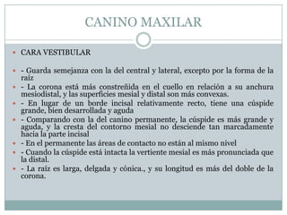 CANINO MAXILAR

 CARA VESTIBULAR

 - Guarda semejanza con la del central y lateral, excepto por la forma de la
    raíz
   - La corona está más constreñida en el cuello en relación a su anchura
    mesiodistal, y las superficies mesial y distal son más convexas.
   - En lugar de un borde incisal relativamente recto, tiene una cúspide
    grande, bien desarrollada y aguda
   - Comparando con la del canino permanente, la cúspide es más grande y
    aguda, y la cresta del contorno mesial no desciende tan marcadamente
    hacia la parte incisal
   - En el permanente las áreas de contacto no están al mismo nivel
   - Cuando la cúspide está intacta la vertiente mesial es más pronunciada que
    la distal.
   - La raíz es larga, delgada y cónica., y su longitud es más del doble de la
    corona.
 