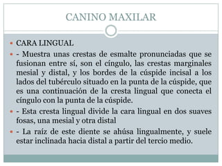 CANINO MAXILAR

 CARA LINGUAL
 - Muestra unas crestas de esmalte pronunciadas que se
  fusionan entre sí, son el cíngulo, las crestas marginales
  mesial y distal, y los bordes de la cúspide incisal a los
  lados del tubérculo situado en la punta de la cúspide, que
  es una continuación de la cresta lingual que conecta el
  cíngulo con la punta de la cúspide.
 - Esta cresta lingual divide la cara lingual en dos suaves
  fosas, una mesial y otra distal
 - La raíz de este diente se ahúsa lingualmente, y suele
  estar inclinada hacia distal a partir del tercio medio.
 