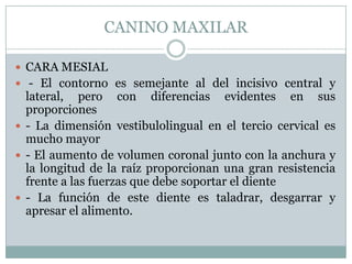 CANINO MAXILAR

 CARA MESIAL
 - El contorno es semejante al del incisivo central y
  lateral, pero con diferencias evidentes en sus
  proporciones
 - La dimensión vestibulolingual en el tercio cervical es
  mucho mayor
 - El aumento de volumen coronal junto con la anchura y
  la longitud de la raíz proporcionan una gran resistencia
  frente a las fuerzas que debe soportar el diente
 - La función de este diente es taladrar, desgarrar y
  apresar el alimento.
 