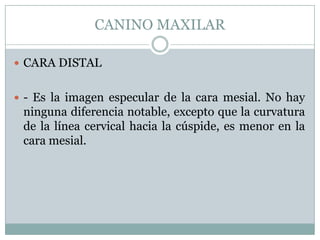 CANINO MAXILAR

 CARA DISTAL


 - Es la imagen especular de la cara mesial. No hay
 ninguna diferencia notable, excepto que la curvatura
 de la línea cervical hacia la cúspide, es menor en la
 cara mesial.
 