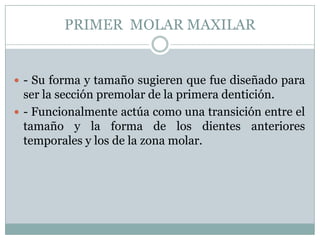 PRIMER MOLAR MAXILAR


 - Su forma y tamaño sugieren que fue diseñado para
  ser la sección premolar de la primera dentición.
 - Funcionalmente actúa como una transición entre el
  tamaño y la forma de los dientes anteriores
  temporales y los de la zona molar.
 