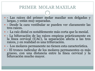 PRIMER MOLAR MAXILAR

 - Las raíces del primer molar maxilar son delgadas y
    largas, y están muy separadas.
   - Desde la cara vestibular se pueden ver claramente las
    tres raíces.
   - La raíz distal es notablemente más corta que la mesial.
   - La bifurcación de las raíces empieza prácticamente en
    la línea cervical (UAC), la separación afecta a las tres
    raíces, y en realidad es una trifurcación.
   - Los molares permanente no tienen esta característica.
   - El tronco radicular de los molares permanentes es más
    grueso, con una distancia entre la línea cervical y la
    bifurcación mucho mayor.
 