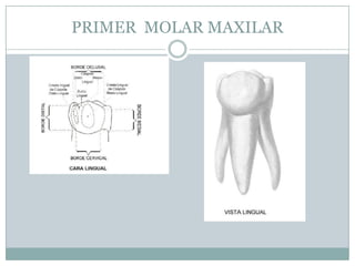 PRIMER MOLAR MAXILAR
 
