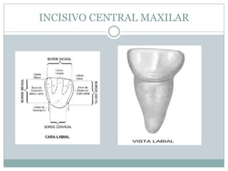 INCISIVO CENTRAL MAXILAR
 