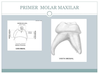 PRIMER MOLAR MAXILAR
 