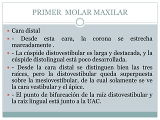 PRIMER MOLAR MAXILAR

 Cara distal
-    Desde esta cara, la corona se estrecha
  marcadamente .
 - La cúspide distovestibular es larga y destacada, y la
  cúspide distolingual está poco desarrollada.
 - Desde la cara distal se distinguen bien las tres
  raíces, pero la distovestibular queda superpuesta
  sobre la mesiovestibular, de la cual solamente se ve
  la cara vestibular y el ápice.
 - El punto de bifurcación de la raíz distovestibular y
  la raíz lingual está junto a la UAC.
 