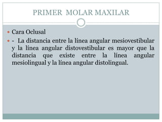 PRIMER MOLAR MAXILAR

 Cara Oclusal
 - La distancia entre la línea angular mesiovestibular
 y la línea angular distovestibular es mayor que la
 distancia que existe entre la línea angular
 mesiolingual y la línea angular distolingual.
 