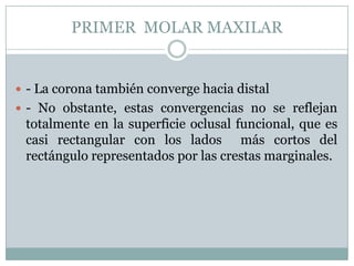 PRIMER MOLAR MAXILAR


 - La corona también converge hacia distal
 - No obstante, estas convergencias no se reflejan
 totalmente en la superficie oclusal funcional, que es
 casi rectangular con los lados más cortos del
 rectángulo representados por las crestas marginales.
 