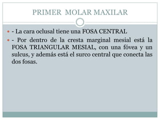 PRIMER MOLAR MAXILAR

 - La cara oclusal tiene una FOSA CENTRAL
 - Por dentro de la cresta marginal mesial está la
 FOSA TRIANGULAR MESIAL, con una fóvea y un
 sulcus, y además está el surco central que conecta las
 dos fosas.
 