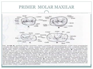 PRIMER MOLAR MAXILAR
 