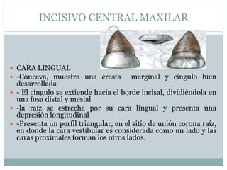 INCISIVO CENTRAL MAXILAR



 CARA LINGUAL
 -Cóncava, muestra una cresta         marginal y cíngulo bien
  desarrollada
 - El cíngulo se extiende hacia el borde incisal, dividiéndola en
  una fosa distal y mesial
 -la raíz se estrecha por su cara lingual y presenta una
  depresión longitudinal
 -Presenta un perfil triangular, en el sitio de unión corona raíz,
  en donde la cara vestibular es considerada como un lado y las
  caras proximales forman los otros lados.
 