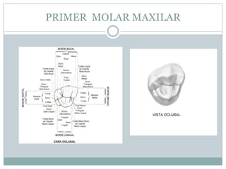 PRIMER MOLAR MAXILAR
 