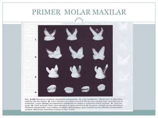 PRIMER MOLAR MAXILAR
 