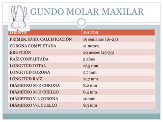 SEGUNDO MOLAR MAXILAR

DIENTE                        DATOS
PRIMER. EVID. CALCIFICACIÓN   19 semanas (16-23)
CORONA COMPLETADA             11 meses
ERUPCIÓN                      29 meses (25-33)
RAÍZ COMPLETADA               3 años
LONGITUD TOTAL                17,5 mm
LONGITUD CORONA               5,7 mm
LONGITUD RAÍZ                 11,7 mm
DIÁMETRO M-D CORONA           8,2 mm
DIÁMETRO M-D CUELLO           6,4 mm
DIÁMETRO V-L CORONA           10 mm
DIÁMETRO V-L CUELLO           8,3 mm
 