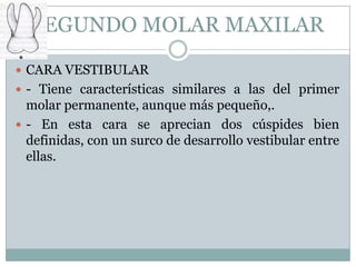 SEGUNDO MOLAR MAXILAR
 CARA VESTIBULAR
 - Tiene características similares a las del primer
  molar permanente, aunque más pequeño,.
 - En esta cara se aprecian dos cúspides bien
  definidas, con un surco de desarrollo vestibular entre
  ellas.
 