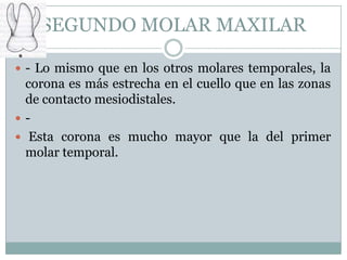 SEGUNDO MOLAR MAXILAR

 - Lo mismo que en los otros molares temporales, la
  corona es más estrecha en el cuello que en las zonas
  de contacto mesiodistales.
-
 Esta corona es mucho mayor que la del primer
  molar temporal.
 
