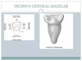 INCISIVO CENTRAL MAXILAR
 