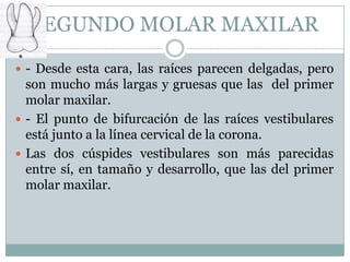 SEGUNDO MOLAR MAXILAR
 - Desde esta cara, las raíces parecen delgadas, pero
  son mucho más largas y gruesas que las del primer
  molar maxilar.
 - El punto de bifurcación de las raíces vestibulares
  está junto a la línea cervical de la corona.
 Las dos cúspides vestibulares son más parecidas
  entre sí, en tamaño y desarrollo, que las del primer
  molar maxilar.
 