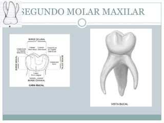 SEGUNDO MOLAR MAXILAR
 