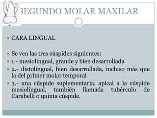 SEGUNDO MOLAR MAXILAR

 CARA LINGUAL


 Se ven las tres cúspides siguientes:
 1.- mesiolingual, grande y bien desarrollada
 2.- distolingual, bien desarrollada, incluso más que
  la del primer molar temporal
 3.- una cúspide suplementaria, apical a la cúspide
  mesiolingual, también llamada tubérculo de
  Carabelli o quinta cúspide.
 
