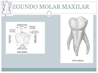 SEGUNDO MOLAR MAXILAR
 