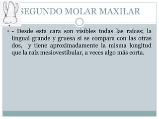 SEGUNDO MOLAR MAXILAR

 - Desde esta cara son visibles todas las raíces; la
 lingual grande y gruesa si se compara con las otras
 dos, y tiene aproximadamente la misma longitud
 que la raíz mesiovestibular, a veces algo más corta.
 