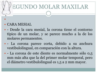 SEGUNDO MOLAR MAXILAR

 CARA MESIAL
 - Desde la cara mesial, la corona tiene el contorno
  típico de un molar, y se parece mucho a la de los
  molares permanentes.
 - La corona parece corta, debido a su anchura
  vestibulolingual, en comparación con la altura.
 - La corona de este diente es normalmente sólo 0,5
  mm más alta que la del primer molar temporal, pero
  el diámetro vestibulolingual es 1,5 a 2 mm mayor.
 