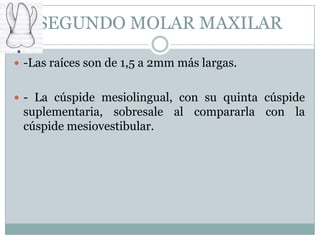 SEGUNDO MOLAR MAXILAR

 -Las raíces son de 1,5 a 2mm más largas.


 - La cúspide mesiolingual, con su quinta cúspide
 suplementaria, sobresale al compararla con la
 cúspide mesiovestibular.
 