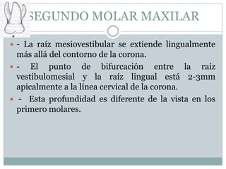 SEGUNDO MOLAR MAXILAR

 - La raíz mesiovestibular se extiende lingualmente
  más allá del contorno de la corona.
 - El punto de bifurcación entre la raíz
  vestibulomesial y la raíz lingual está 2-3mm
  apicalmente a la línea cervical de la corona.
 - Esta profundidad es diferente de la vista en los
  primero molares.
 