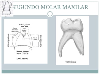 SEGUNDO MOLAR MAXILAR
 