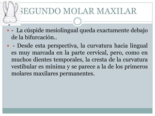 SEGUNDO MOLAR MAXILAR

 - La cúspide mesiolingual queda exactamente debajo
  de la bifurcación..
 - Desde esta perspectiva, la curvatura hacia lingual
  es muy marcada en la parte cervical, pero, como en
  muchos dientes temporales, la cresta de la curvatura
  vestibular es mínima y se parece a la de los primeros
  molares maxilares permanentes.
 