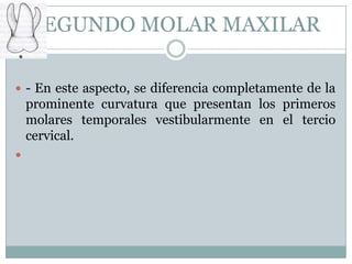 SEGUNDO MOLAR MAXILAR

 - En este aspecto, se diferencia completamente de la
    prominente curvatura que presentan los primeros
    molares temporales vestibularmente en el tercio
    cervical.

 
