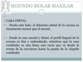 SEGUNDO MOLAR MAXILAR


 CARA DISTAL
 - Desde este lado, el diámetro distal de la corona es
    claramente menor que el mesial.

 - Desde la cara mesial y distal, el perfil lingual de la
    corona es liso y redondeado, mientras que la cara
    vestibular es una línea casi recta que va desde la
    cresta de la curvatura hasta la punta de la cúspide
    vestibular
 