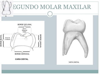 SEGUNDO MOLAR MAXILAR
 