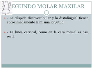 SEGUNDO MOLAR MAXILAR
 - La cúspide distovestibular y la distolingual tienen
 aproximadamente la misma longitud.

 - La línea cervical, como en la cara mesial es casi
 recta.
 