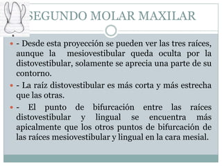 SEGUNDO MOLAR MAXILAR

 - Desde esta proyección se pueden ver las tres raíces,
  aunque la mesiovestibular queda oculta por la
  distovestibular, solamente se aprecia una parte de su
  contorno.
 - La raíz distovestibular es más corta y más estrecha
  que las otras.
 - El punto de bifurcación entre las raíces
  distovestibular y lingual se encuentra más
  apicalmente que los otros puntos de bifurcación de
  las raíces mesiovestibular y lingual en la cara mesial.
 